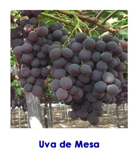 variedades de uvas